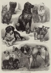 Preishunde auf der Pariser Hundeschau